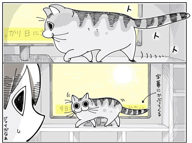 「映画鑑賞を邪魔する猫」5/7