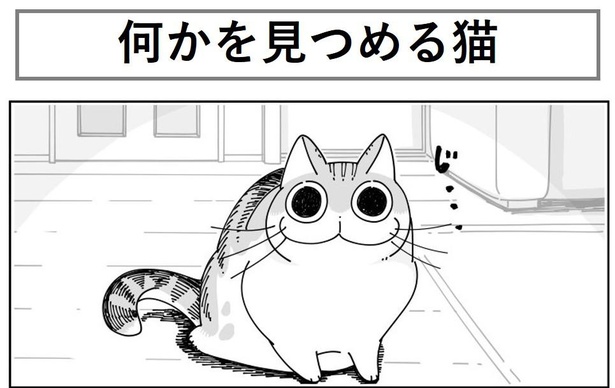 「何かを見つめる猫」1/7