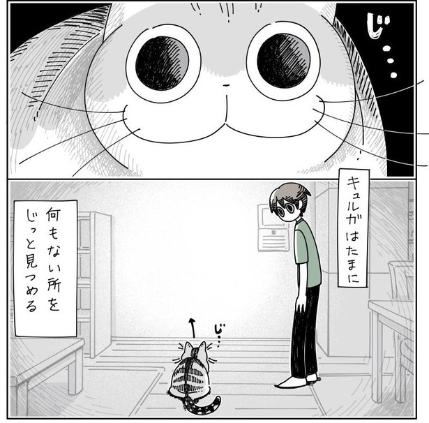 「何かを見つめる猫」2/7