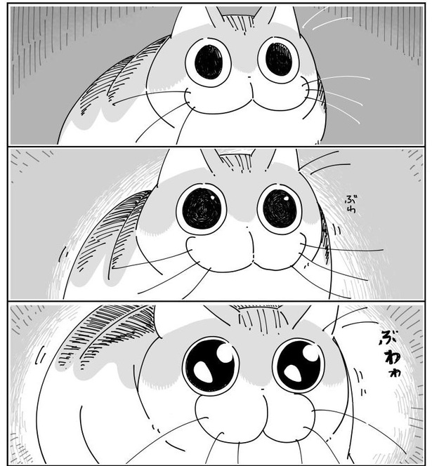 「何かを見つめる猫」3/7