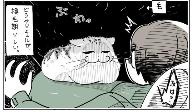 「抜け毛の時期の猫」5/10