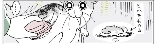 「抜け毛の時期の猫」9/10