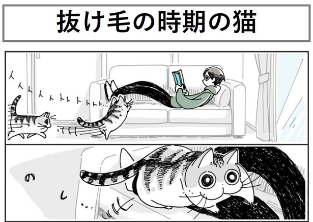 「抜け毛の時期の猫」1/10