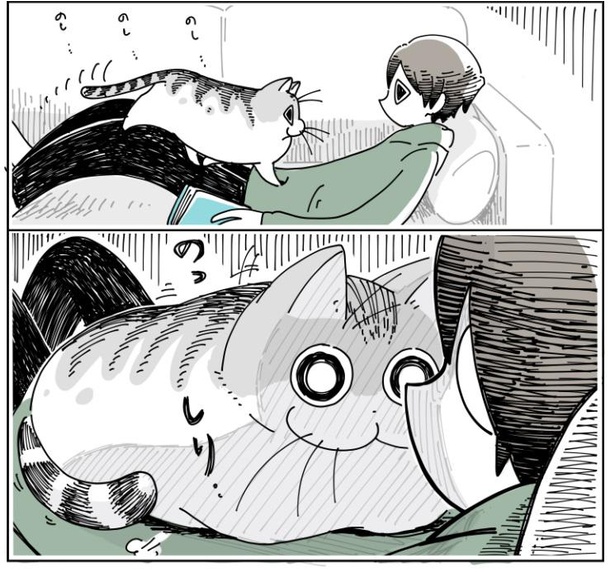 「抜け毛の時期の猫」2/10