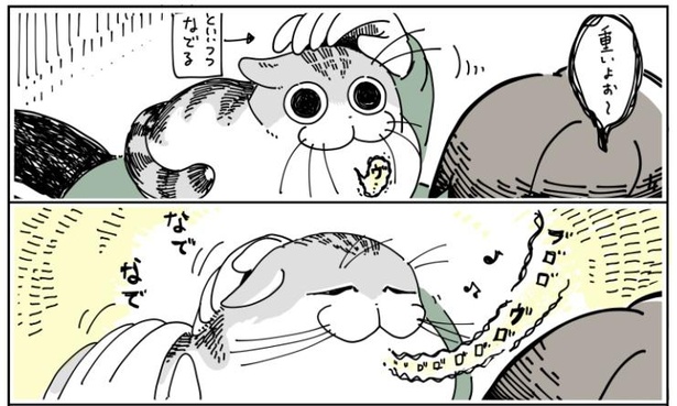 「抜け毛の時期の猫」3/10