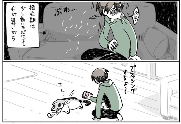 「抜け毛の時期の猫」7/10