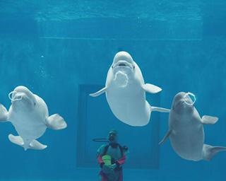 【コロナ対策情報付き】しまね海洋館アクアスの楽しみ方完全ガイド！シロイルカのパフォーマンスを見に行こう