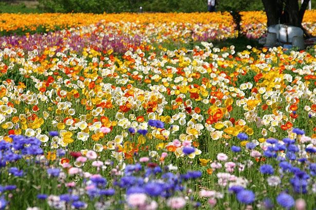 春にはポピー、矢車草、花菱草など色とりどりの花が園内を彩る