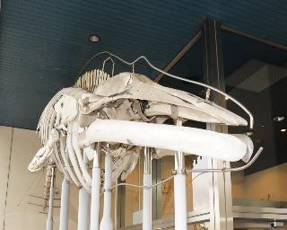 【コロナ対策情報付き】 和歌山県立自然博物館の楽しみ方を徹底紹介！海の生き物から恐竜化石まで多彩な展示