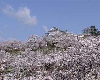 【コロナ対策情報付き】西日本最大級の桜の名所・津山城(鶴山公園)の攻略法を徹底ガイド！