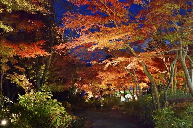 赤や黄色のグラデーションが秋を感じさせる / 筑波山(茨城県)