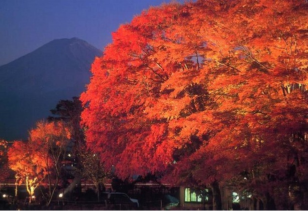 富士山と紅葉のコラボをライトアップで楽しむのも◎ / 河口湖(山梨県)
