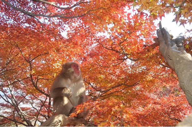 【写真】自然の中で自由に過ごす猿たちの姿が見られるのも、嵐山モンキーパークいわたやまの魅力
