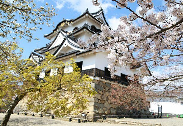 【写真】桜が咲き競う4月上旬の彦根城はため息ものだ