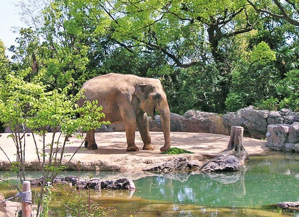 1970年に来園したアジアゾウのラニー博子/天王寺動物園