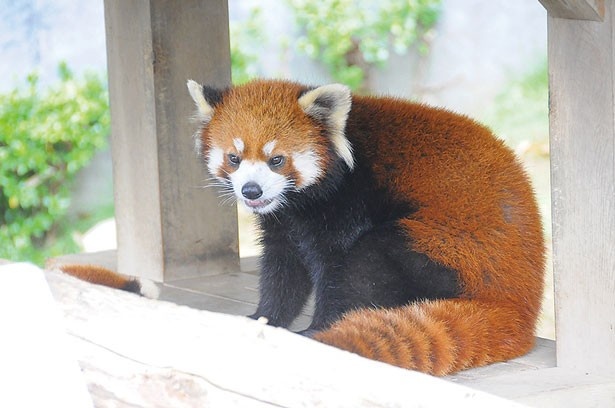 とってもかわいいレッサーパンダのキャラ。愛くるしい姿に注目/福知山市動物園