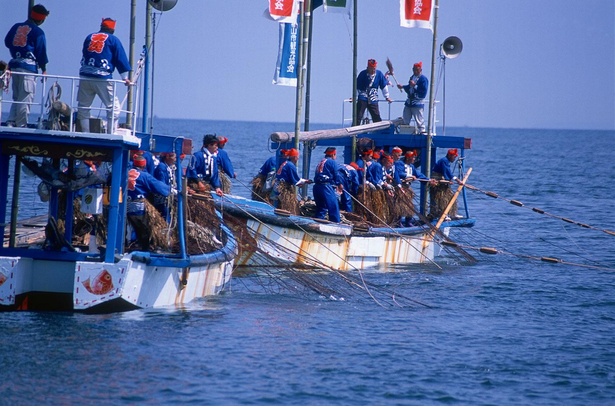 江戸時代から続く、古式そのままの漁法で行う
