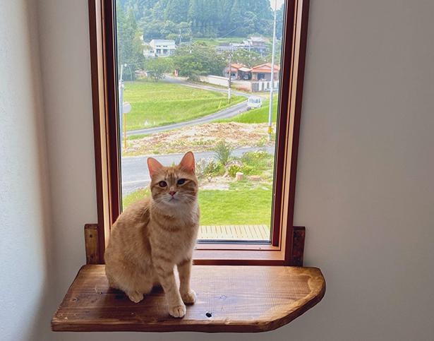 眺めのいい窓や周辺環境、キャットタワー…etc.猫にとって最高の環境を考えた、“猫のための家”とは？