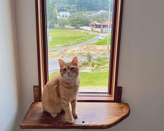 「猫の為に田舎に家建てて人生変わっちゃった」。人生観を180度変えた、7匹の元野良猫たちとの出会い