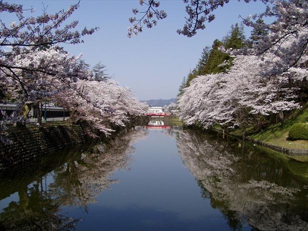 松が岬公園の桜