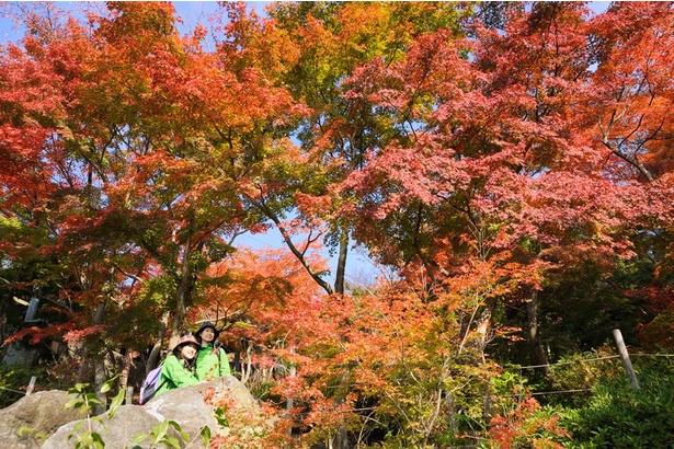 ブナをはじめとした紅葉樹のグラデーションに秋を感じる
