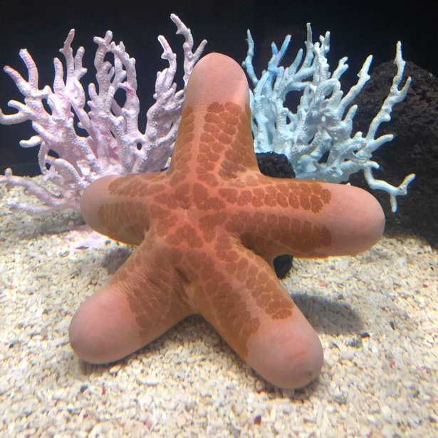カワテブクロ