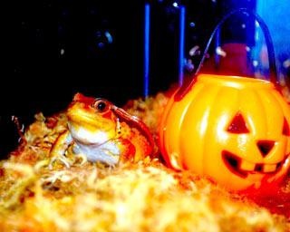 魚たちがハロウィン仮装！ヨコハマおもしろ水族館で「Halloween AQUARIUM」開催中