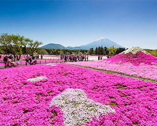 アメリカCNNが選ぶ日本の美しい風景！富士山麓がピンクに染まる