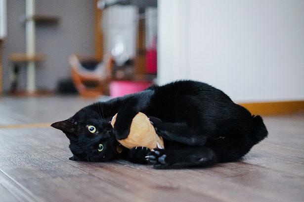 甘えん坊の黒猫、ノワールちゃん