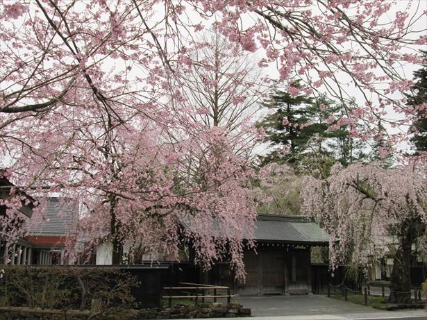 角館樺細工伝承館門と桜