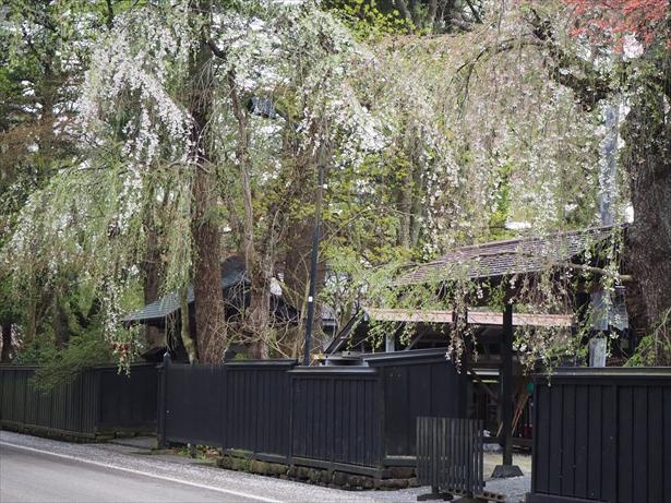 武家屋敷通りの散る桜
