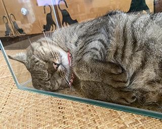 猫が水槽に奇跡のジャストフィット!?”無重力猫”ミルコたち5匹の猫のマイブームに迫る
