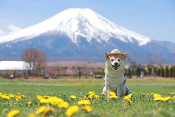 柴犬×富士山の日本的な風景が美しすぎる…！