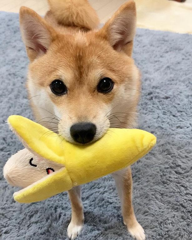 バナナのおもちゃで遊ぶラムちゃん