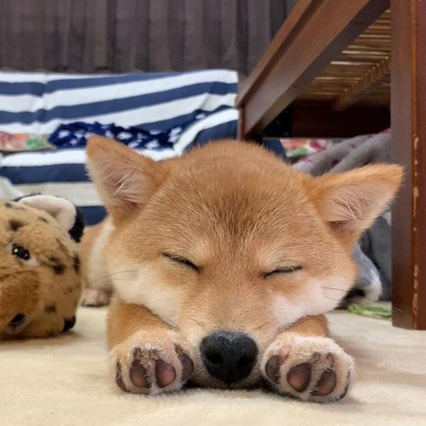 ピンと立った耳もかわいいラムちゃん