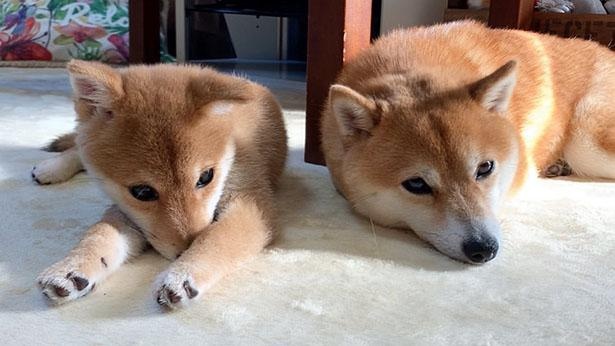2匹でごろん