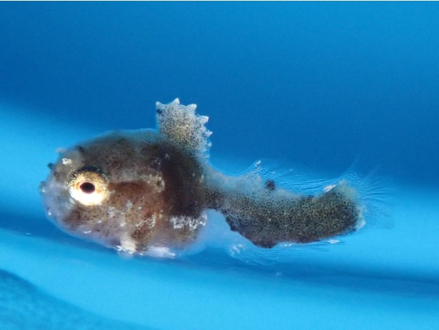 【写真】北の海の人気者・ナメダンゴの稚魚が、ふ化してから20日の様子