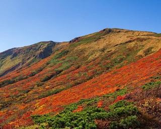 「神の絨毯」と呼ばれる栗駒山の紅葉が9月下旬から見頃に