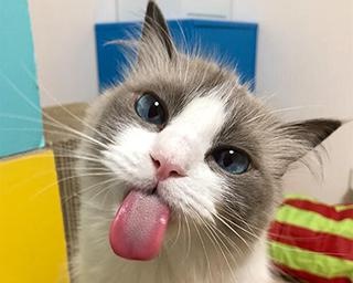 「猫ってこんな顔するの！？」“表情筋のファンタジスタ”こと主水ちゃんの百面相がかわいすぎると話題