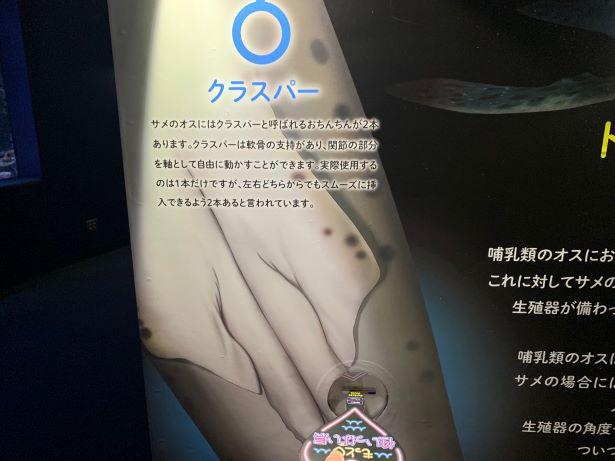 オスとメスの違いをツンツン