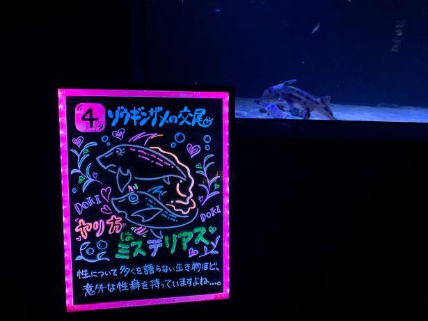 交尾の様子をパネルで解説