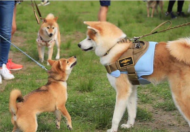 画像2 2 日本犬が集まる最大級のイベント 栃木県の那須ハイランドパークで 日本犬の祭典 Zipang 開催 ウォーカープラス
