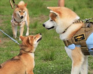 日本犬が集まる最大級のイベント！栃木県の那須ハイランドパークで「日本犬の祭典 ZIPANG2020」開催