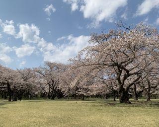 【コロナ対策情報付き】国営昭和記念公園の楽しみ方をガイド！豊かな緑を有する広大な公園へ
