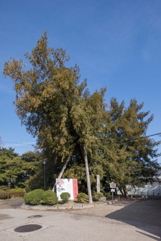 尾張藩初代藩主・徳川義直が、出陣する際に勝利を祈願してその実を食べたと伝わる榧の木