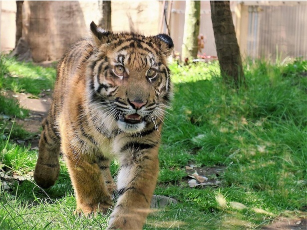 画像3 15 八木山動物公園フジサキの杜の楽しみ方を伝授 かわいい赤ちゃんもズラリ コロナ対策情報付き ウォーカープラス