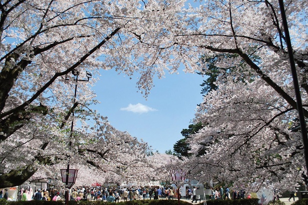 【写真】SNSで話題になった桜が作り出す「ハート」。春は撮影スポットとしてにぎわう