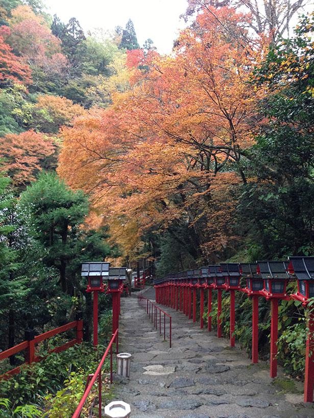 撮影スポットしても人気の参道。赤や黄色の紅葉に彩られる秋もまたおすすめ