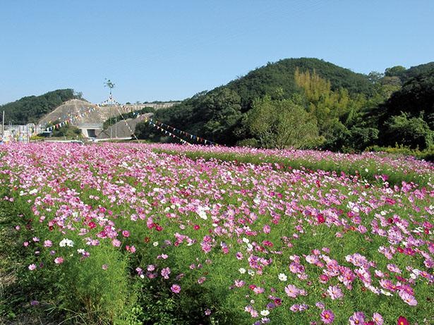 南知多コスモス街道(愛知県南知多町)