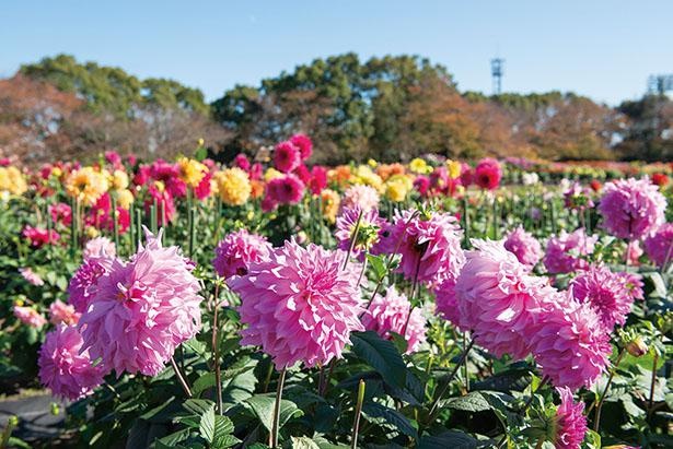 なばなの里(三重県桑名市)